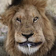 гога) - steam id 76561199242573598