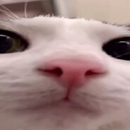 猫猫