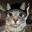 catpng