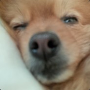 962681900