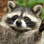 raccoon gizo