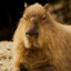 Capybara