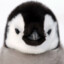 pengu