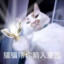 浮云仙人