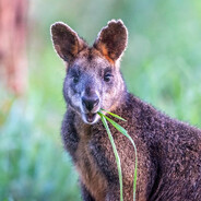 Wallaby