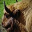 Wisent