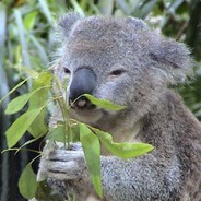 Eucalyptus