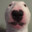 Dunn Dog