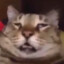 Leevi
