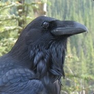 Corvus