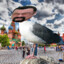 Steven Seagull