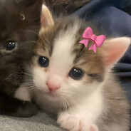 𝗙𝗨𝗭𝗭𝗜𝗘