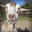 GOATFARM