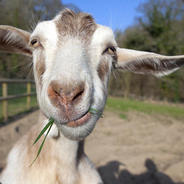 GOATFARM