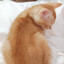 橘子易特猫