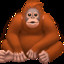 Orangutan