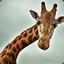 [RU] Uporotiy Giraffe