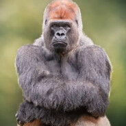 BigBlackMonkey69  (1)