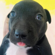 miguelalonsocorimanyarojas