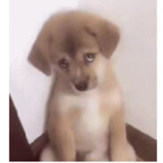 诚实可靠小郎君