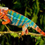 catarinoverdao