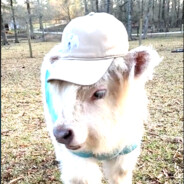 lil calf