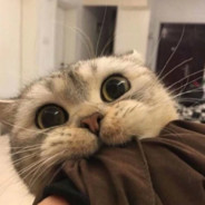 骨刀给你熬汤喝