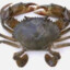mudcrab