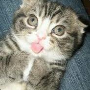 ©R@zZY C@T   = ^о_о^   =