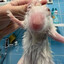 &quot;ratman&quot;