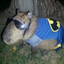 Sr.Capibara