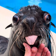 Yamil BabySeal