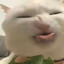 哈基咪大王（三^ω^三）