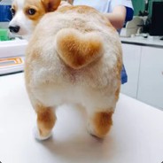 今天吃棵大白菜