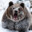 BearNecessities
