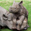 lil rhino