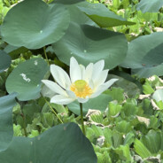 dog like to eat duck