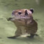 CAPIBARA