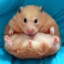 theHamster