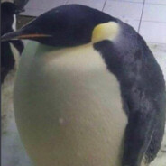 Greg