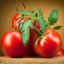 Tomatos