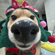 放飞自我的高冷帅哥