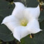 datura innoxia