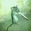 rat