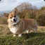 Welsh Corgi