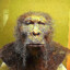 Paranthropus