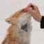 Fox_Games_Planet