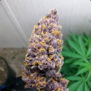 " Purple Power by.bLk