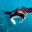 Big Manta