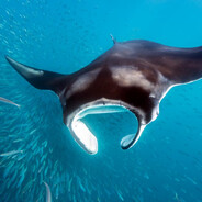 Big Manta